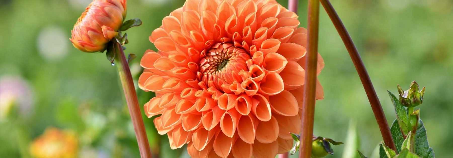 Découvrez les meilleurs dahlias balles