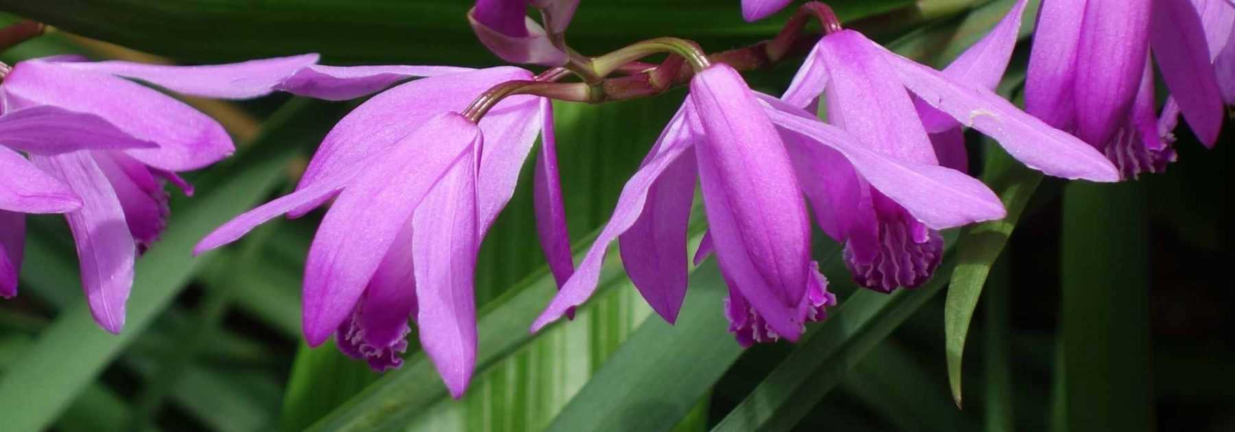 Les orchidées rustiques à cultiver au jardin