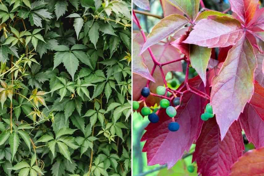 les plus belles vignes vierges, choisir vigne vierge, vigne vierge varietes