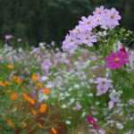 Délicieusement vintage, les plantes de jardin de grand-mère