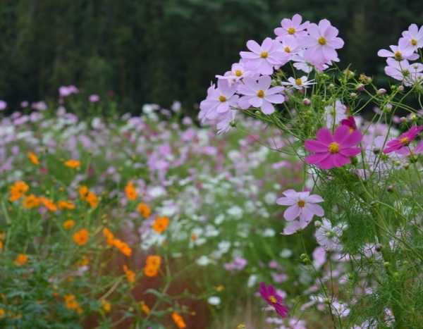 Délicieusement vintage, les plantes de jardin de grand-mère