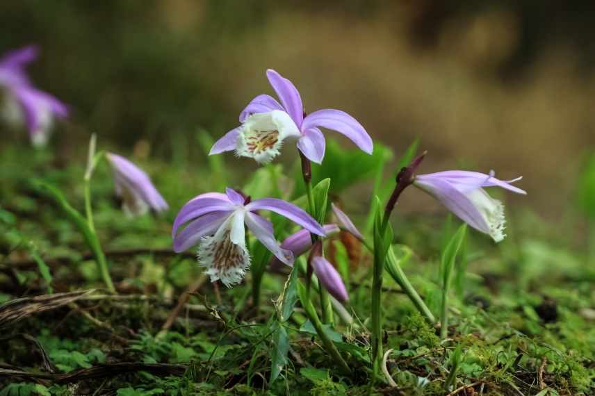 Orchidees rustiques, orchidee de jardin, orchidees de jardin, orchidee de pleine terre