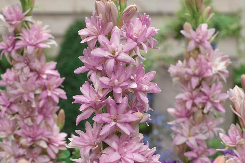 bulbes d’été à fleurs parfumées