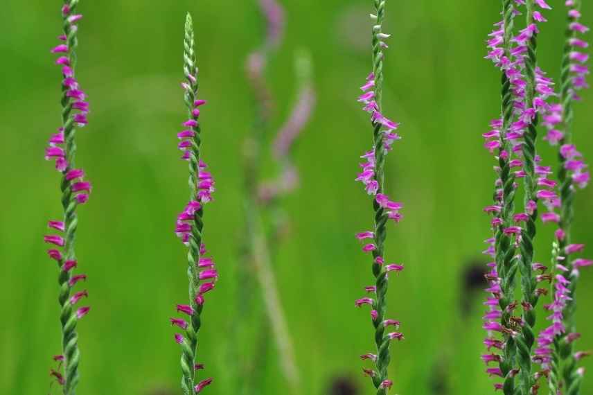 Orchidees rustiques, orchidee de jardin, orchidees de jardin, orchidee de pleine terre