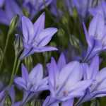 Triteleia - Brodiaea : planter, cultiver et entretenir