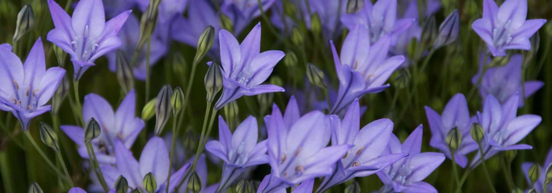 Triteleia - Brodiaea : planter, cultiver et entretenir