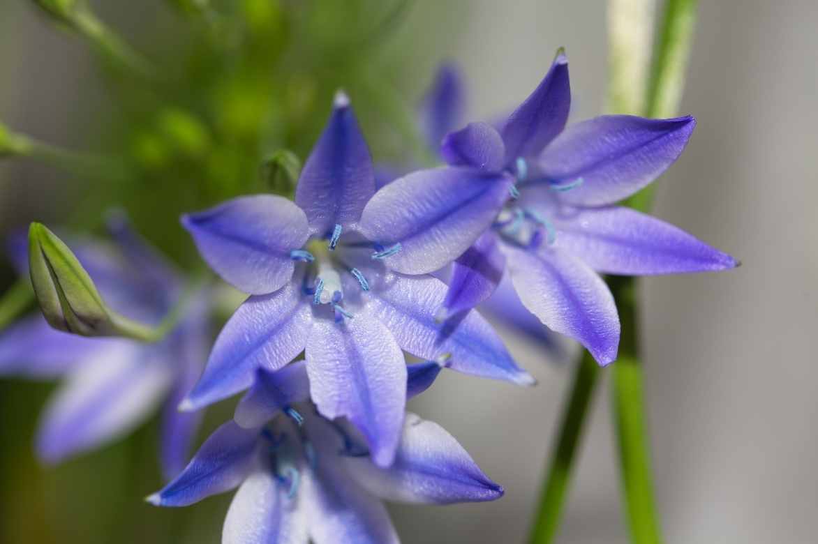 Triteleia, Brodiaea