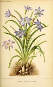 Triteleia, Brodiaea