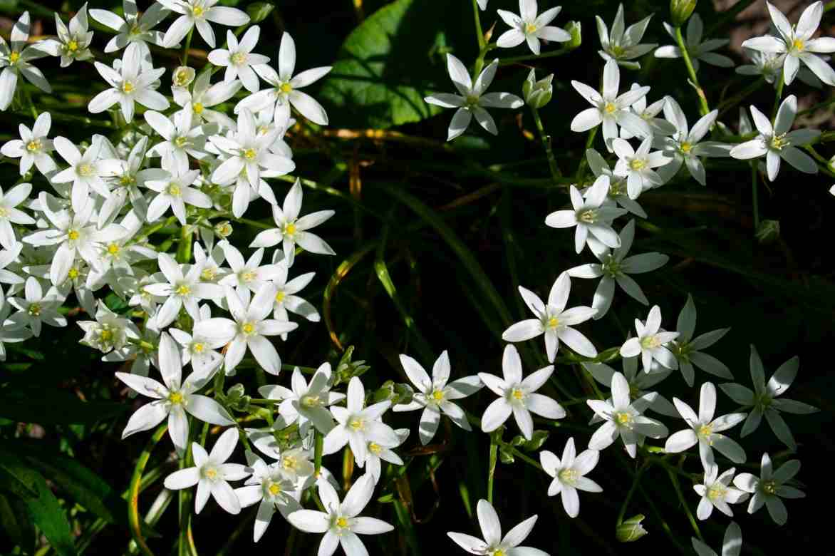 Triteleia, Brodiaea