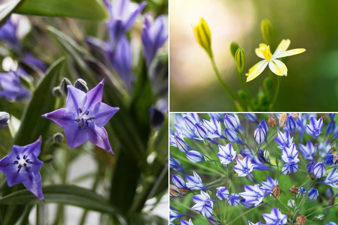 Triteleia, Brodiaea