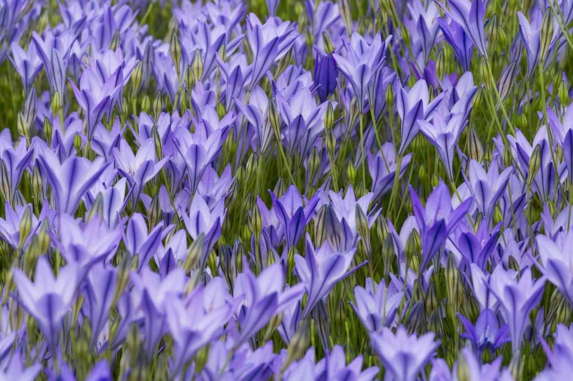 Triteleia, Brodiaea