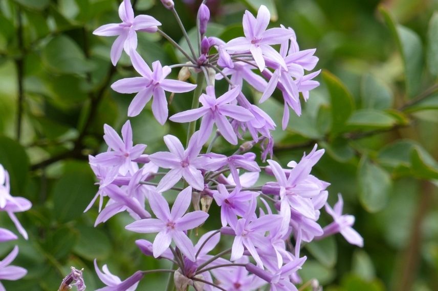 Tulbaghia violacea est parfait pour une culture en pot