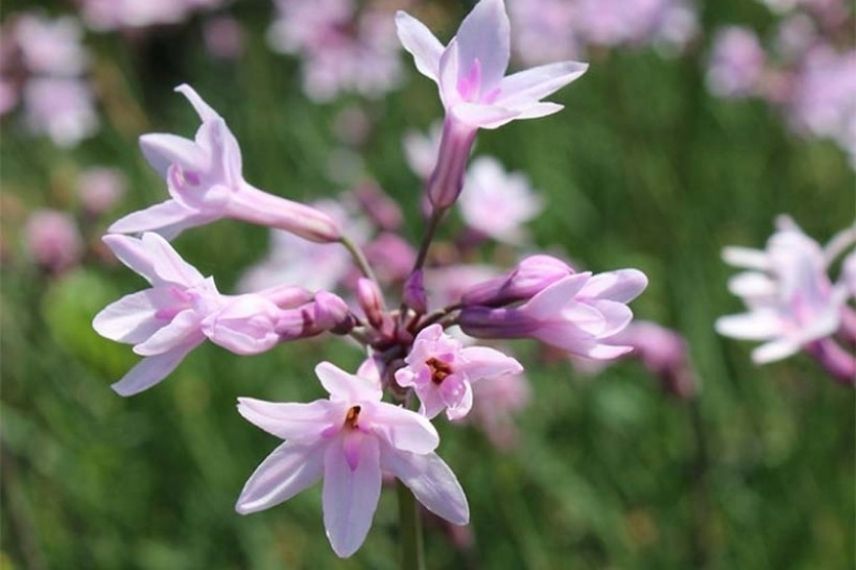 le Tulbaghia violacea Ashanti pour une culture en pot