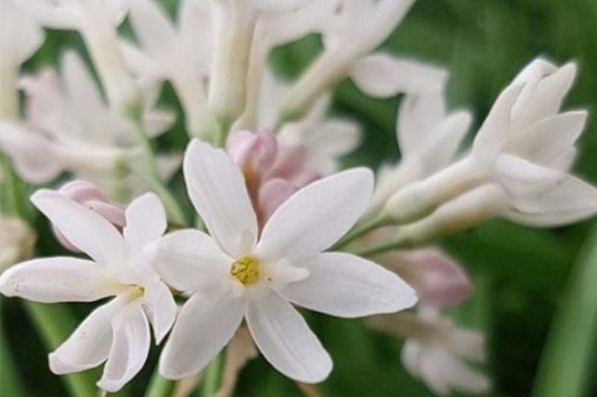 Tulbaghia violacea Pearl pour un pot 