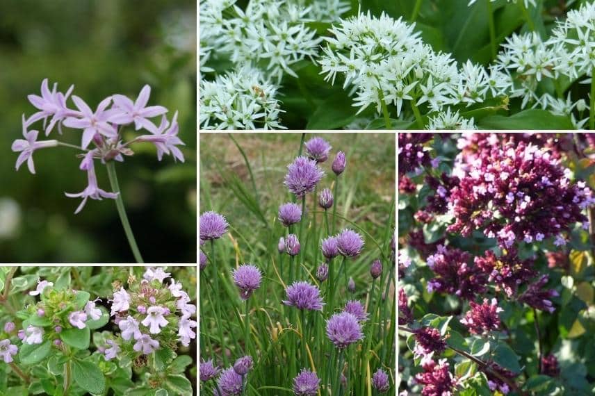 Associer le Tulbaghia au jardin potager 