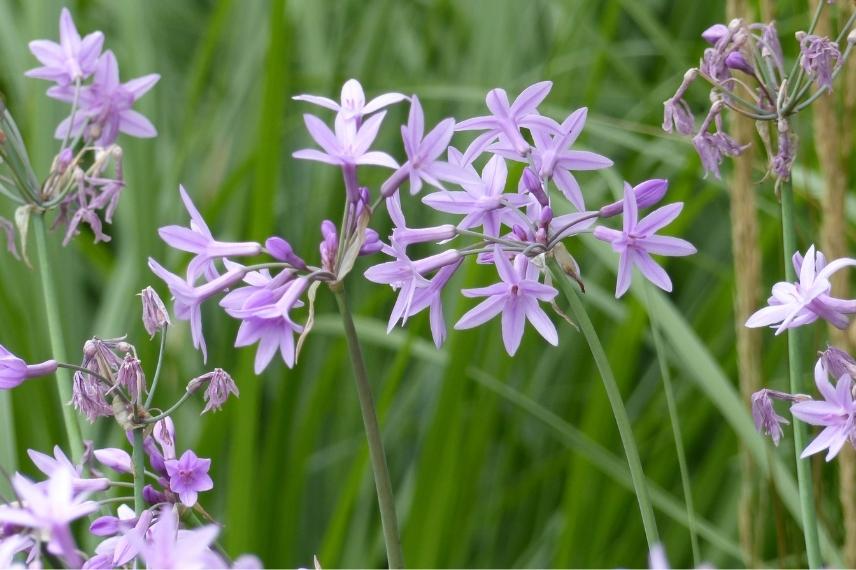 associer le Tulbaghia - ici la variété violacea