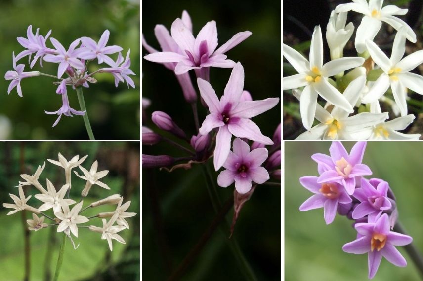 Les variétés de Tulbaghia pour une culture en pot