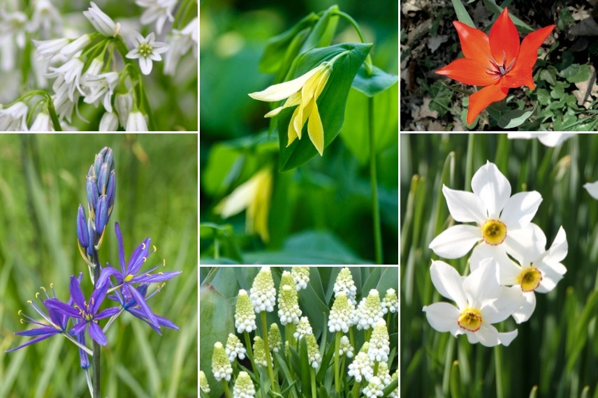 Associer les uvulaires : avec des bulbes de printemps