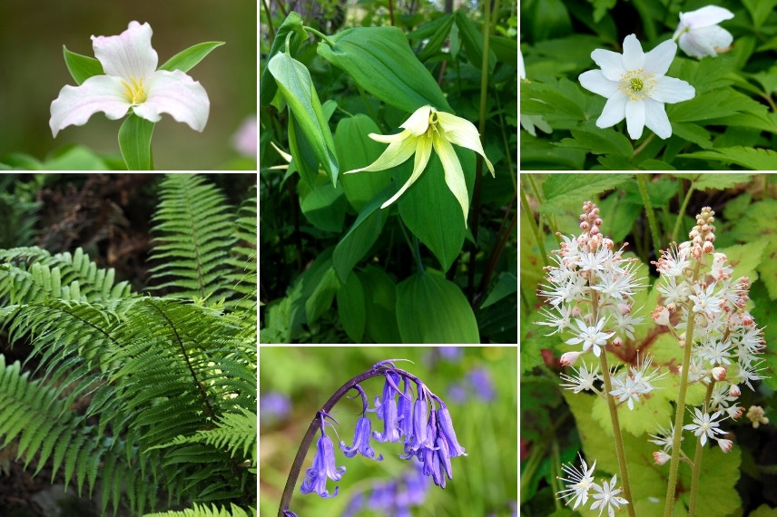 Associer les uvulaires : dans un jardin de sous-bois