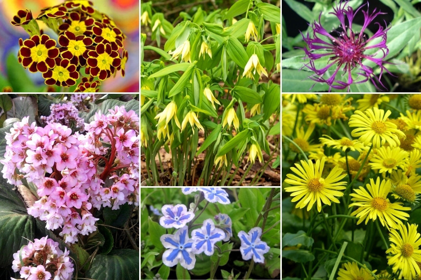 Associer les uvulaires : avec des vivaces à floraison colorée