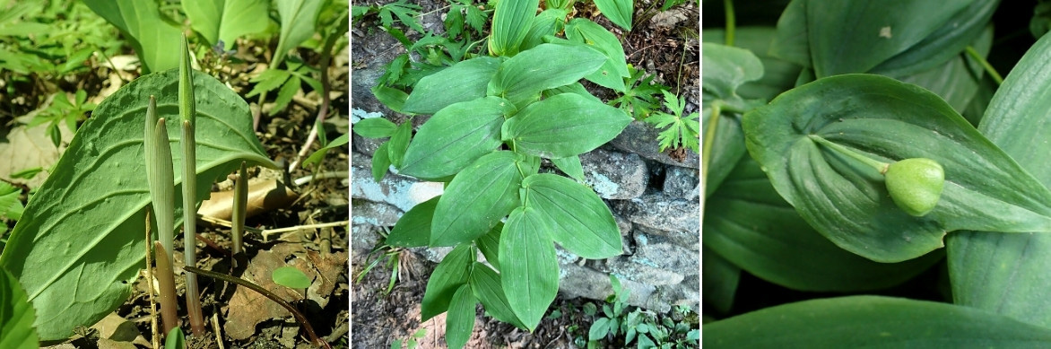 Les feuilles et fruits de l'Uvularia