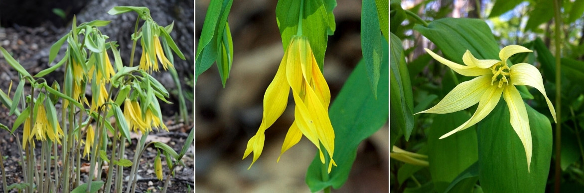 Les fleurs jaunes de l'Uvulaire