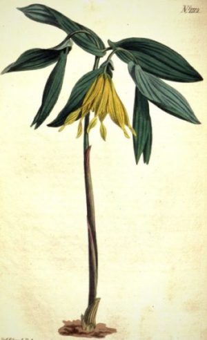 Planche botanique représentant l'Uvulaire à grandes fleurs