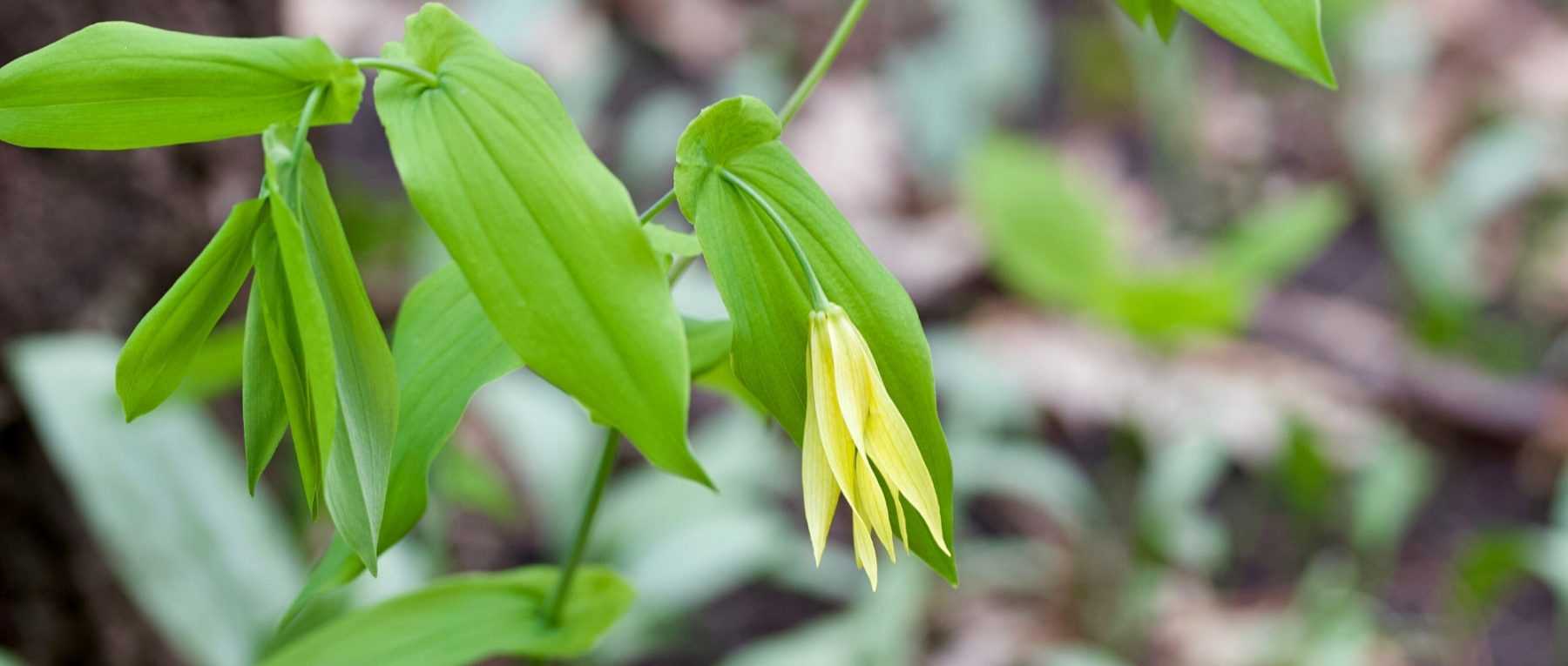 Uvularia : Planter, cultiver et entretenir