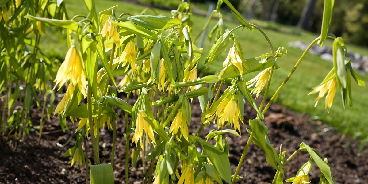 La floraison de l'Uvulaire à grandes fleurs