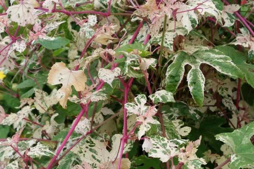 les plus belles vignes vierges, choisir vigne vierge, vigne vierge varietes