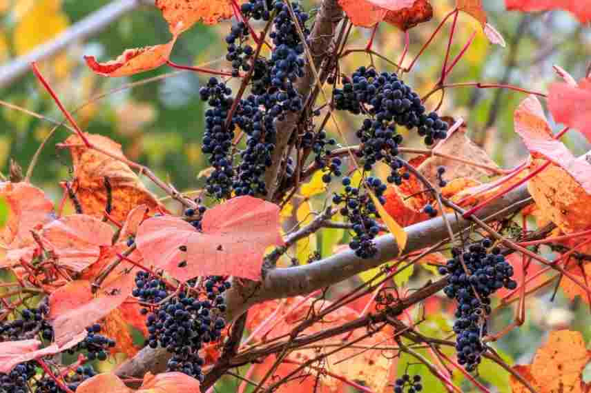 les plus belles vignes vierges, choisir vigne vierge, vigne vierge varietes