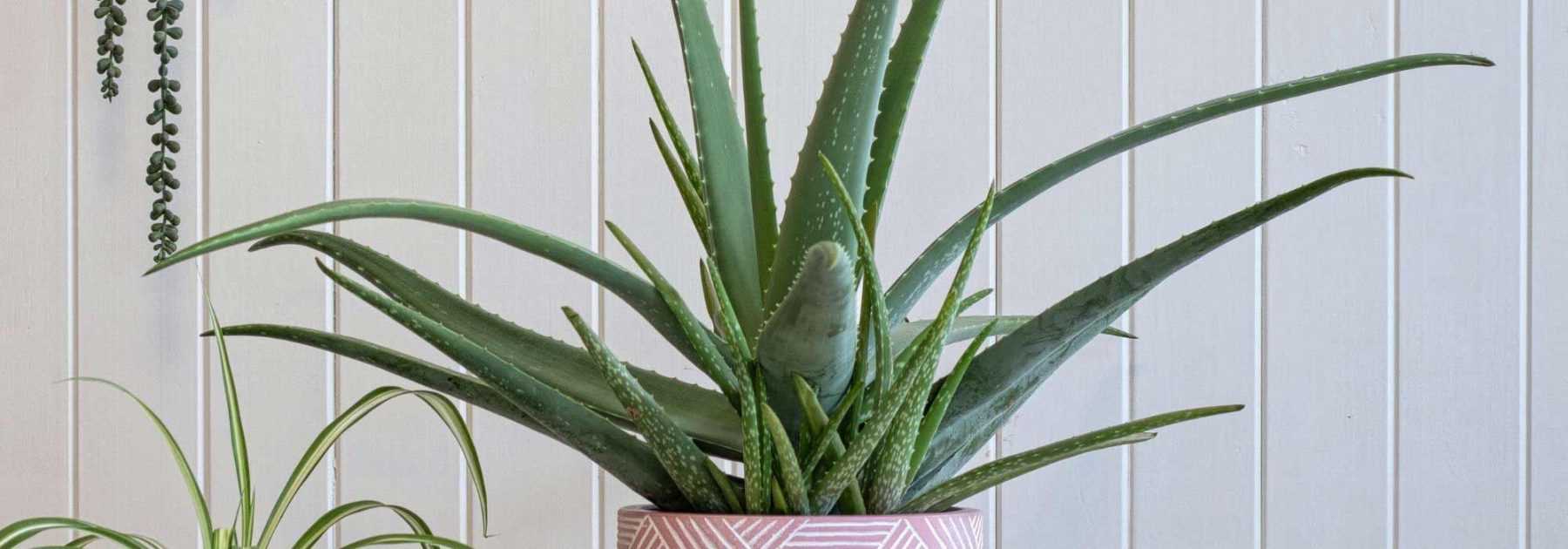 Comment cultiver l’Aloe vera ?