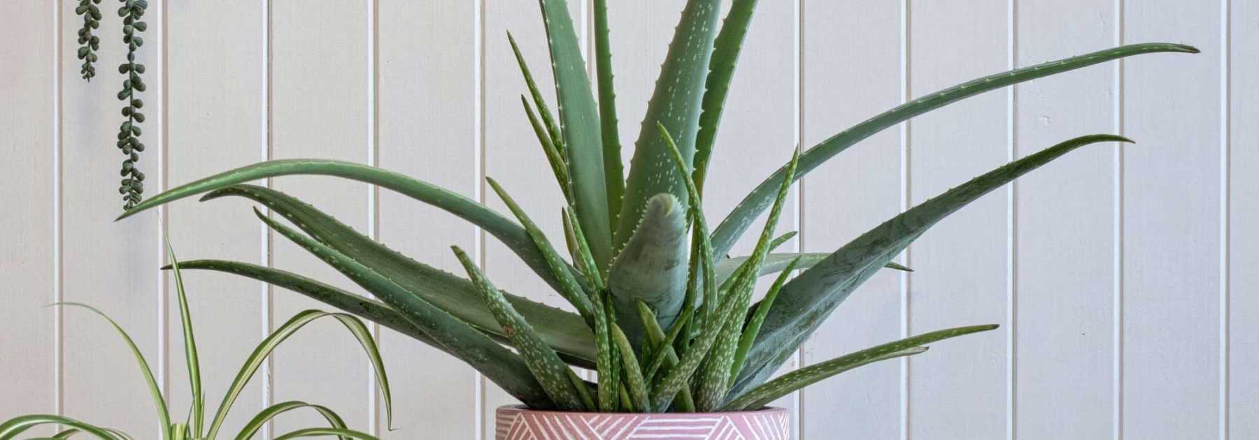 Comment cultiver l'Aloe vera ? - Promesse de Fleurs