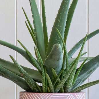 Comment cultiver l’Aloe vera ?