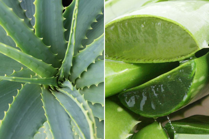 Comment cultiver l’Aloe vera