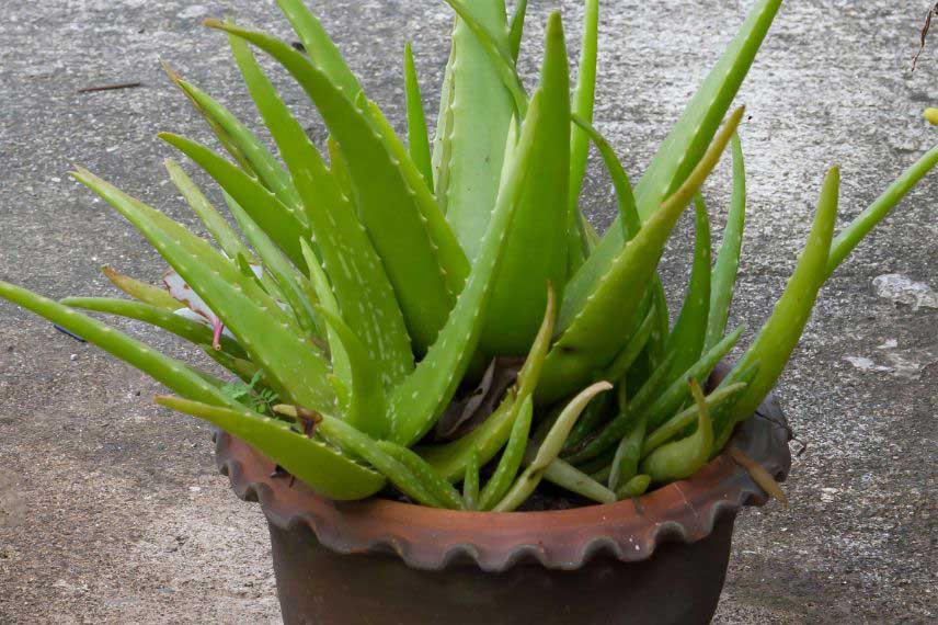 Comment cultiver l’Aloe vera