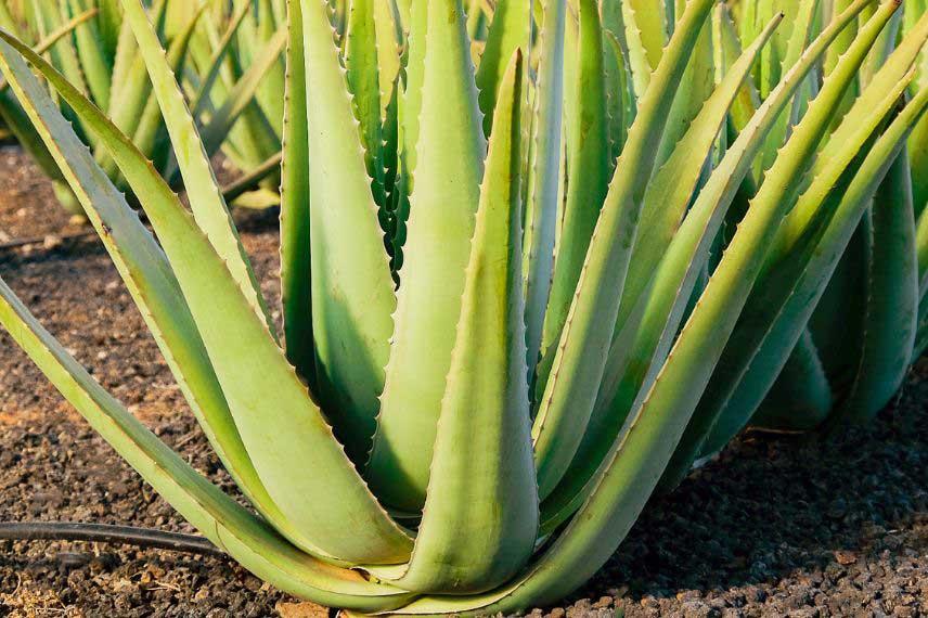 Comment cultiver l’Aloe vera