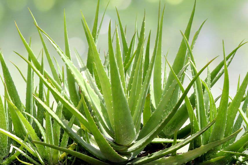 Comment cultiver l’Aloe vera