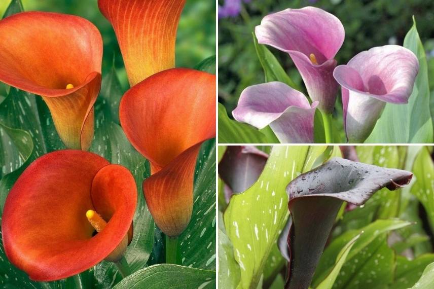 Des bulbes d'arum pour une floraison estivale en pot