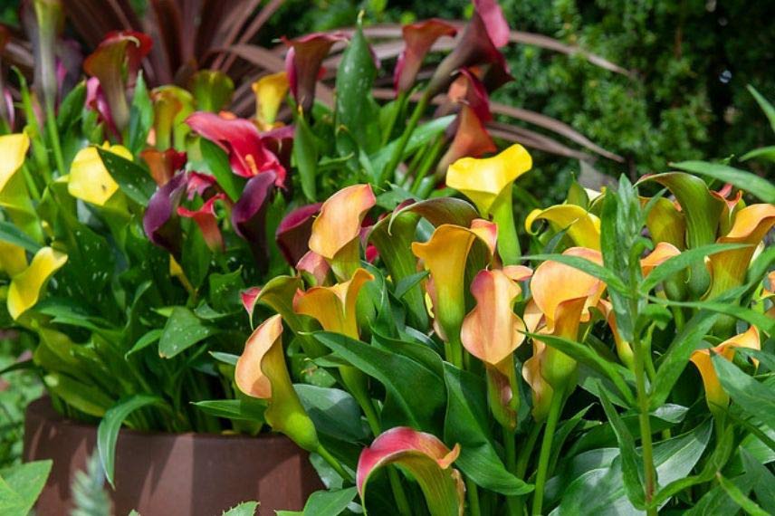 Choisir un Arum calla