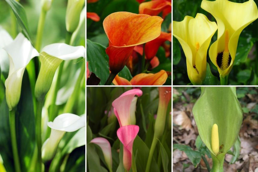 choisir arum calla Zantedeschia