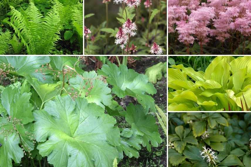 Associer le Darmera, association Darmera peltata, Darmera peltata en massif, idée association Darmera