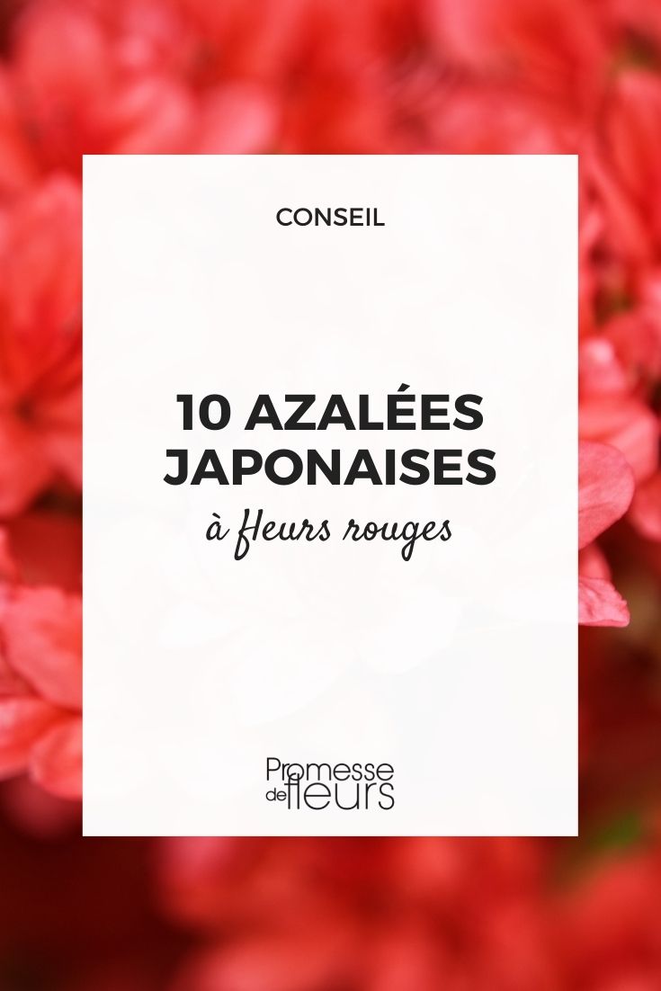 azalée japonaise rouge