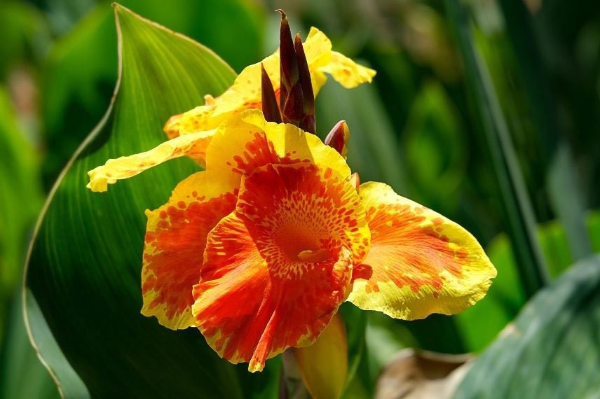 bulbes d’été à fleurs d’exception