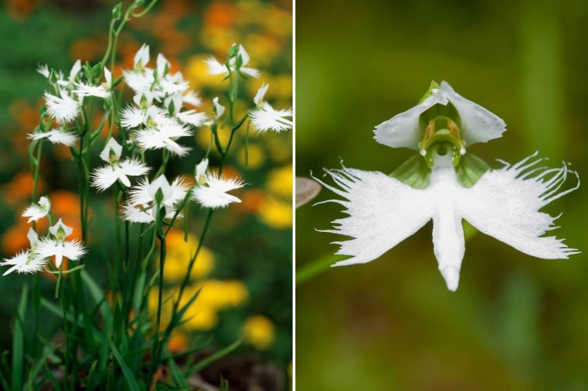 bulbes d’été à fleurs d’exception