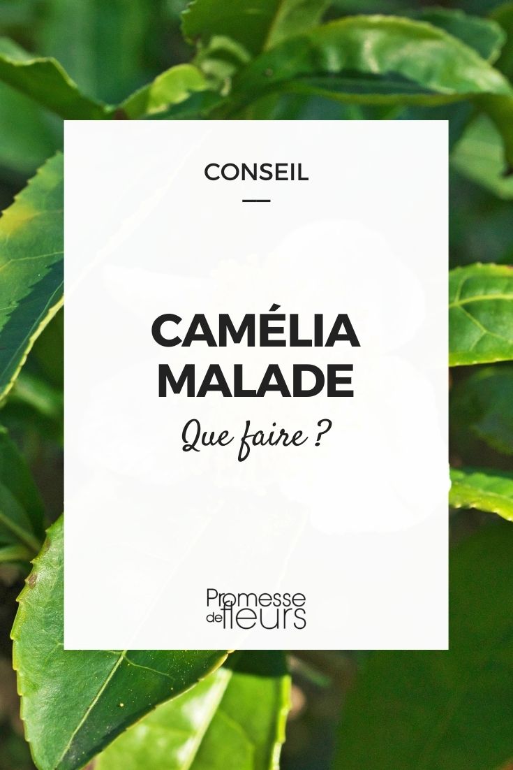 camelia malade