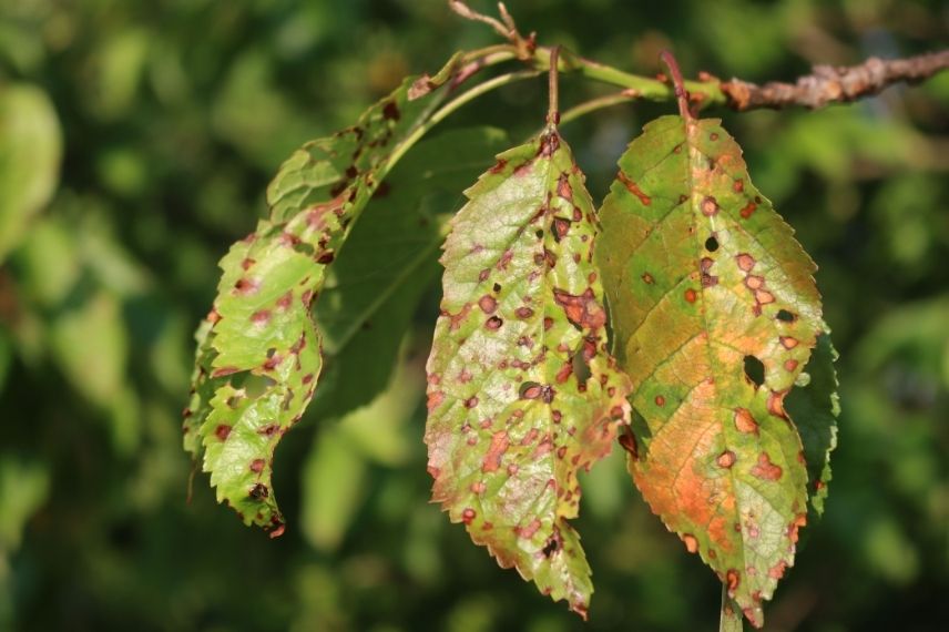 cerisier anthracnose