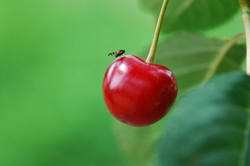 cerisier mouche de la cerise