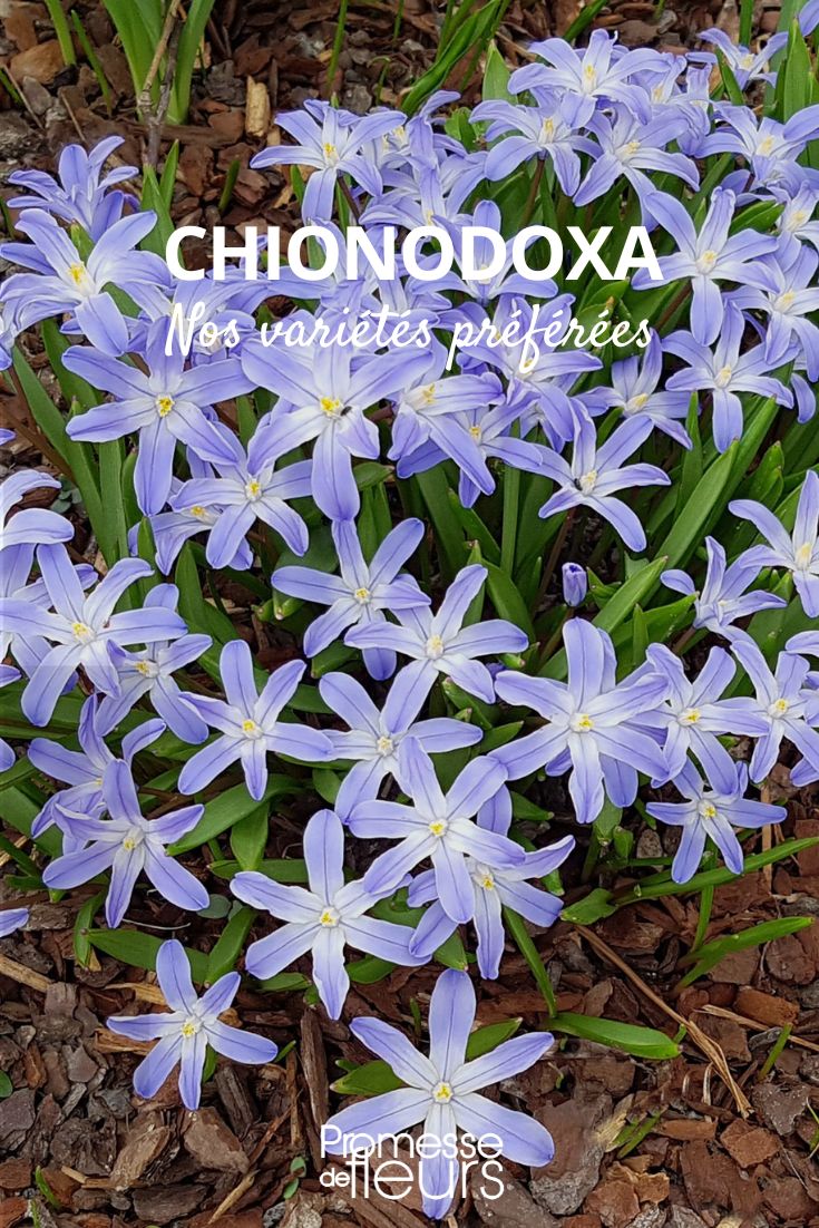 chionodoxa variétés préférées