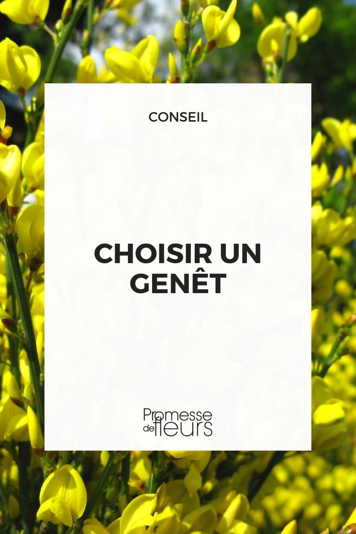 genet-cytisus : notre guide d'achat